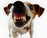 A close-up of a snarling dog's mouth, baring teeth